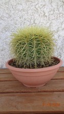 Pianta grassa grusone - pianta,