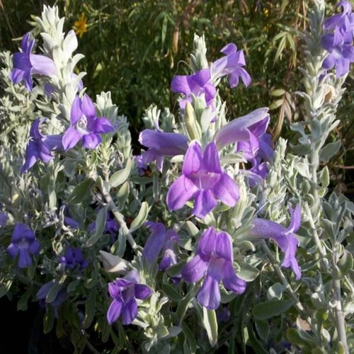 Eremophila nivea vaso 24cm - vaso,