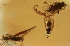 COMBINAZIONE WASP + BEETLE + FLY rara inclusione fossile Ambra Baltica 9x7x4 mm.