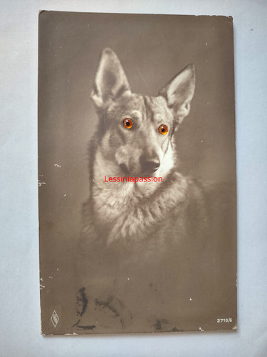 Cane pastore tedesco con - , occhi