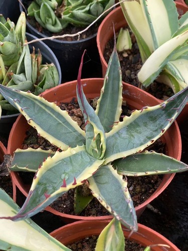 Agave palmeri kutsugen - palmeri, 'kutsugen