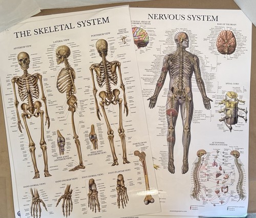 Human anatomy - human,