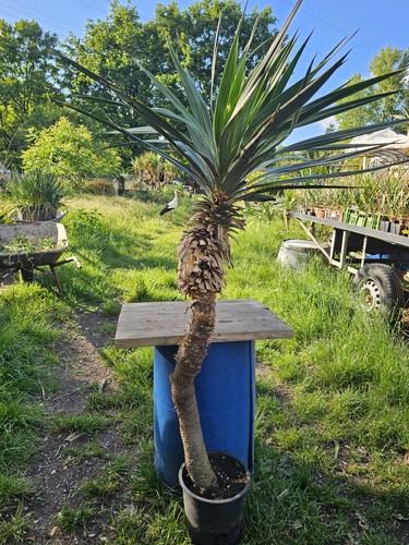 Yucca recurvifolia 150 cm - 🌴,