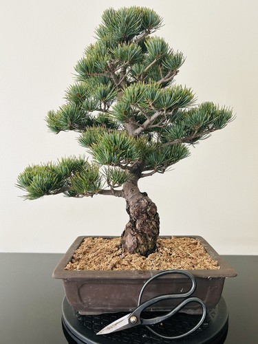 Bonsai pino bianco - di,