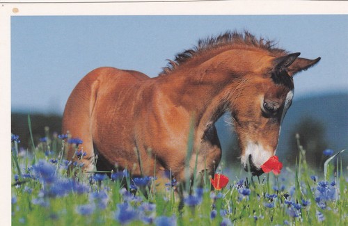 Cavallo puledro horse - *,