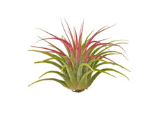 Tillandsia Ionantha Large