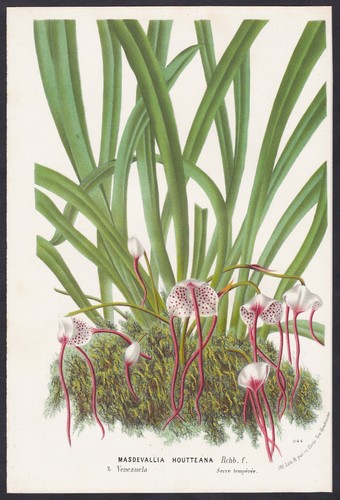 Masdevallia orchidea venezuela - orchidea,