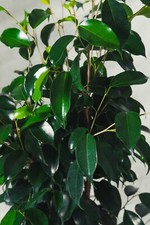 Pianta ficus benjamina - ficus,