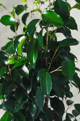 Pianta ficus benjamina - pianta,