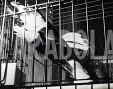 Foto vintage Uccelli, 1960