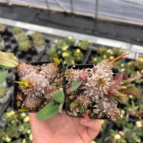 Teste multiple euphorbia - teste,
