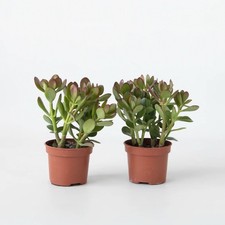 Crassula ovato d14 cm - crassula,