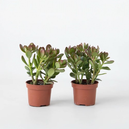 Crassula ovato d14 - ovato,