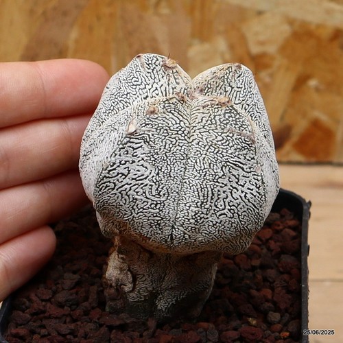 Astrophytum myriostigma onzuka