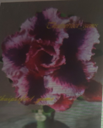 Adenium obesum rosa del - obesum,
