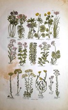 Stampa antica BOTANICA ERBARIO