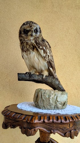 Trofeo caccia esemplare - caccia,