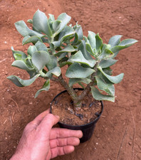 Crassula arborescens pianta - arborescens,
