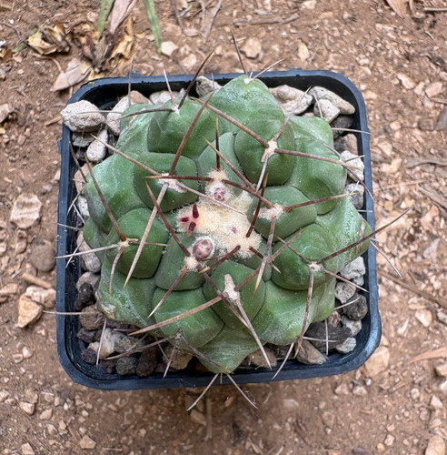 Thelocactus hexaedrophorus - thelocactus,