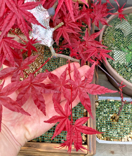 Deshojo acer palmatum japanese - deshojo,