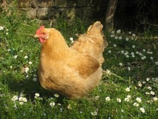 UOVA fertili feconde GALLINE