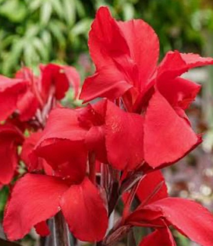 Giant red musifolia bulbs - (5),