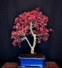 BONSAI DI ACERO ROSSO
