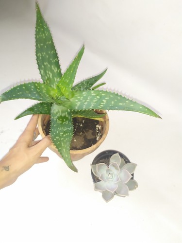 Pianta aloe anno e - di,