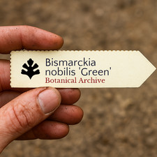 Bismarckia nobilis 'Green'