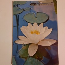 Lotto di 300 cartoline di fiori a colori anni 50'_60'. Foto originali In Parte V