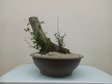 BONSAI XXL CARPINO