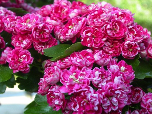 Biancospino fiore rosa - biancospino,