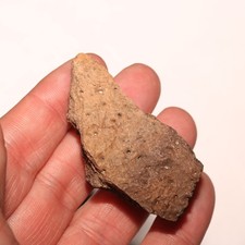 Ankylosaurus Scute parziale