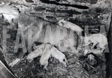 Foto vintage Doppio avvenimento, nascono cuccioli di cani e maialini, 18x13 cm