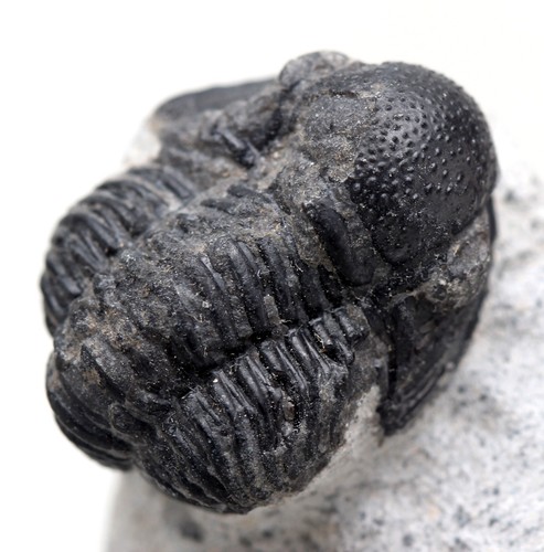 Trilobite phacops esemplare - phacops,
