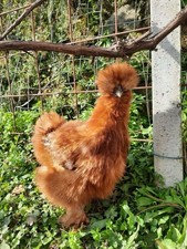 UOVA FERTILI FECONDE MOROSETA