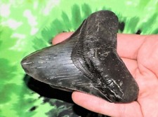 3 POLLICI VERO MEGALODONTE