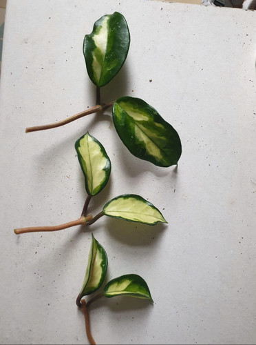 Hoya carnosa tricolor - hoya, talee