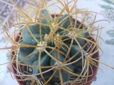 Ferocactus chrysacanthus