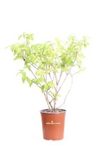 Pianta di Deutzia X Hybrida