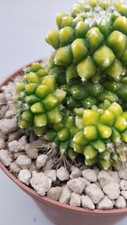 Mammillaria toluca variegata - toluca,