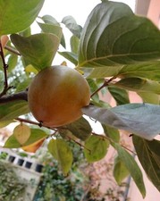 Diospyros kaki caco diospiro - kaki,