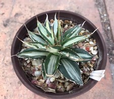 Rara Agave horrida 'Mediopicta