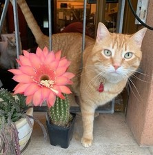 Echinopsis/trich ocereus Hybrid “pan” - Pianta Radicata