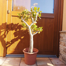 Crassula ovata tree. Jade