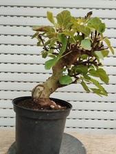 pre bonsai di ficus carica