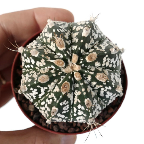 Astrophytum onzuka x - cv,