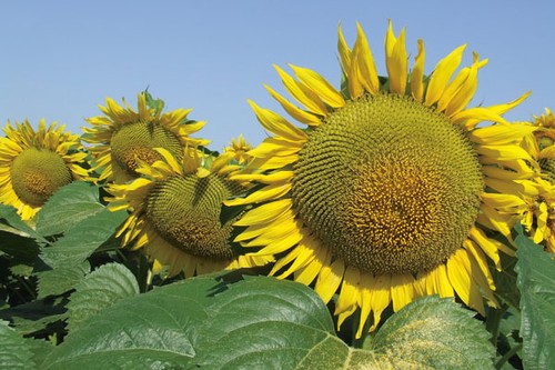 100 semi girasole gigante - 100,