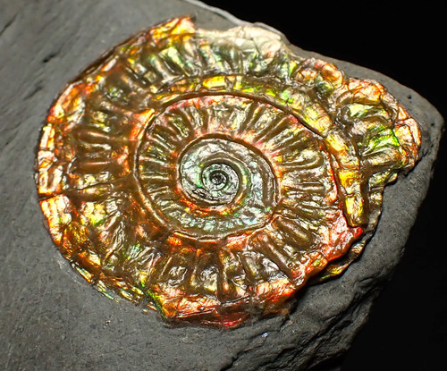 Complete iridescent caloceras - iridescent,