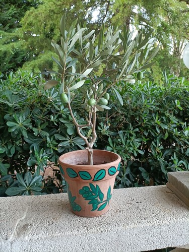 Pianta ulivetto bonsai - ulivetto,